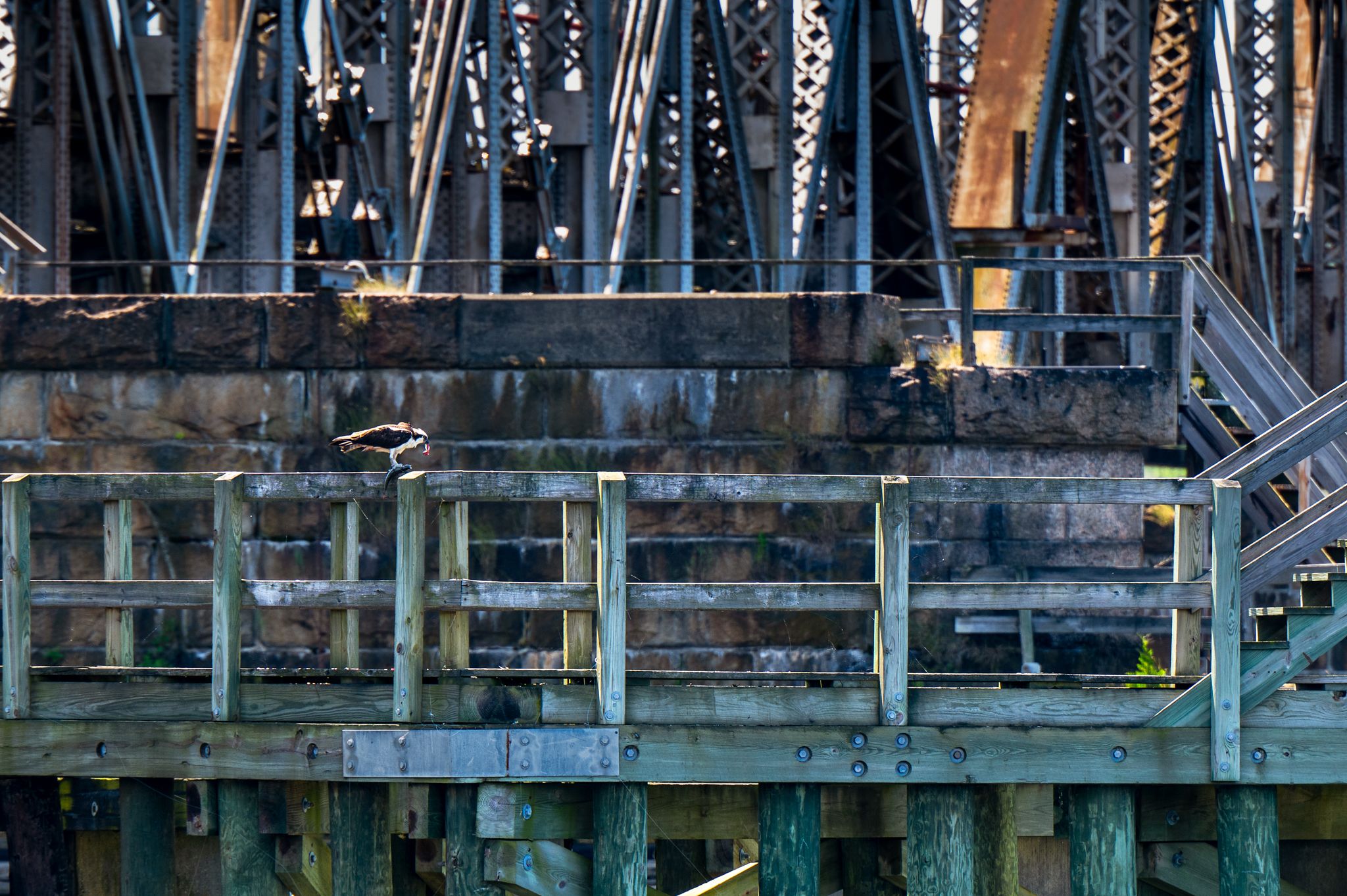 Osprey on railroad bridge